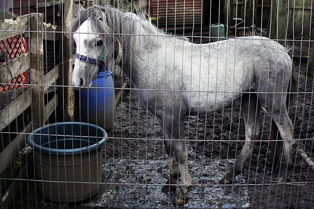 The neglected pony was up to his fetlocks in mud on an allotment swimming with mud and faeces