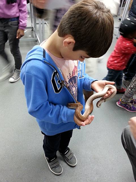 Visitors looking at snakes - Hopwood Hall College Animal Fun Day