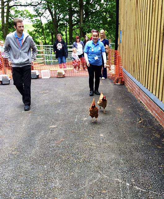 Hen racing at Hopwood Hall College Animal Fun Day.	