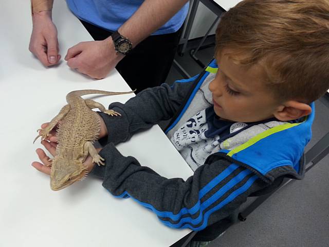 Lizard at Hopwood Hall College Animal Fun Day