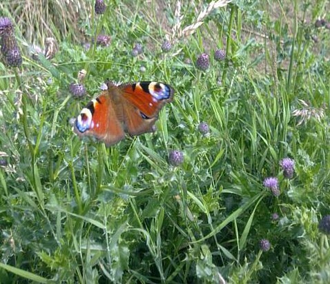 40 year slump for UK Butterflies