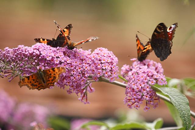 Get planting for butterflies