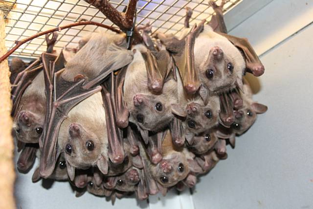 Egyptian fruit bats