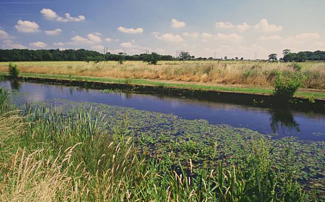 Rare Floating Water Plantain, Luronium natans