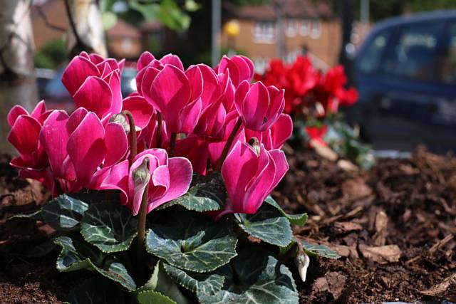 Some of the new flowers planted by volunteers on the Strand