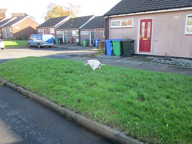 Maria Francini failed to clean up after her dog went to the toilet on a grass verge