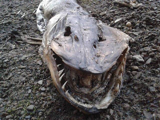 The corpse of the creature - dubbed the Roch Ness Monster - spotted at Hollingworth Lake