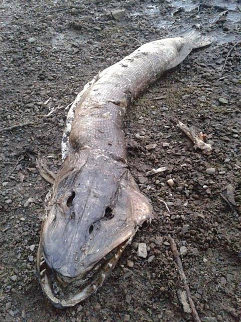 The corpse of the creature - dubbed the Roch Ness Monster - spotted at Hollingworth Lake