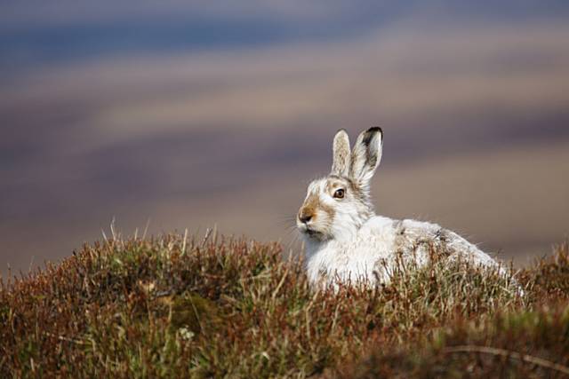 The last of the English snow hares – citizen science campaign launches