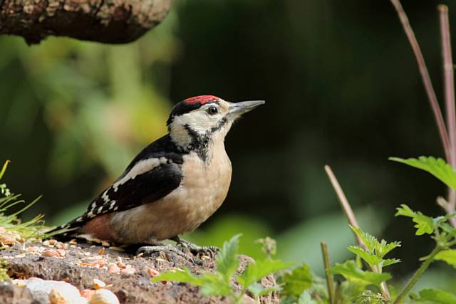 Woodpecker by David England