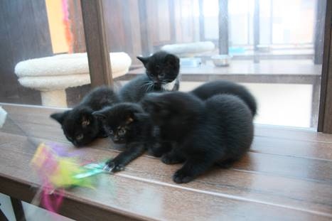 Litter of five kittens - yet to be named (ready for adoption in five weeks)