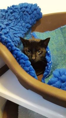 Ebony (ready for adoption in two/three weeks)