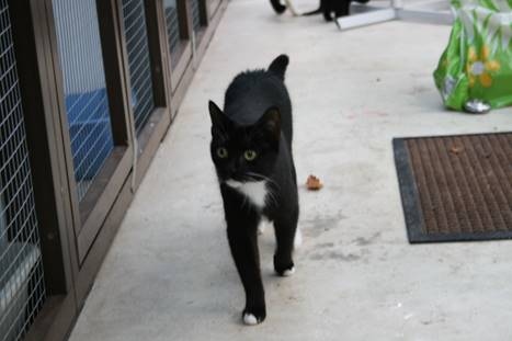 Josie (ready for adoption in four weeks): mother of the litter of five kittens