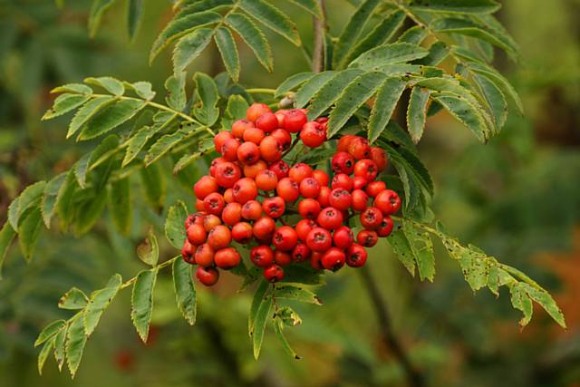 Rowan berries - Nature survey launched to track the pace of autumn