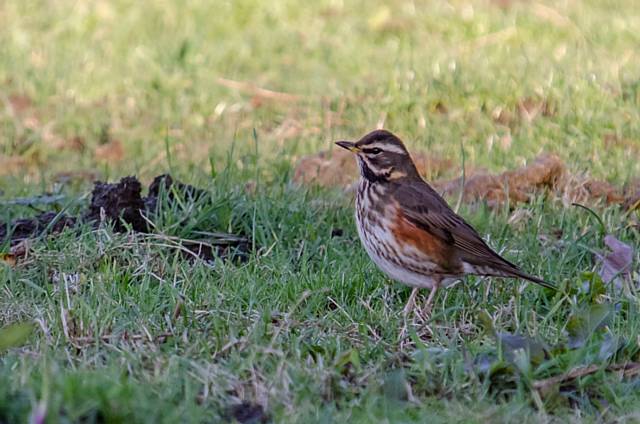 Redwing - Nature survey launched to track the pace of autumn