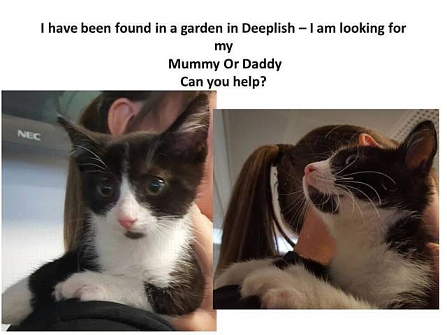 Kitten found in Deeplish