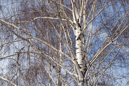 Silver Birch Tree