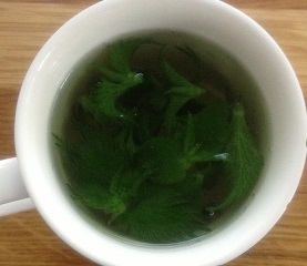 Nettle tea