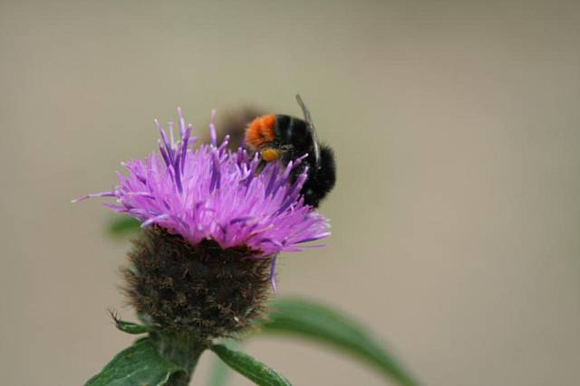 Bee on knapweed