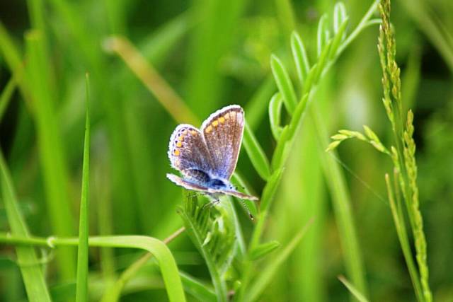 Common blue butterfly seen in early spring in Spodden Valley