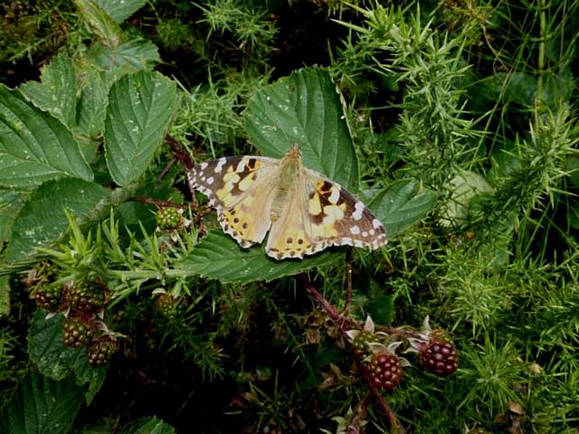 Painted Lady at Spodden Valley