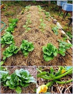 The centuries old German permaculture technique, Hugelkultur