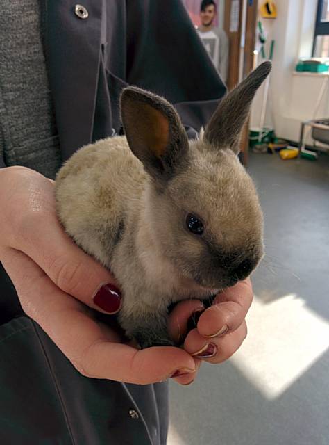 Buttons the bunny