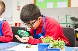 Newhey Community Primary School children discover the lifecycle of a pea plant 