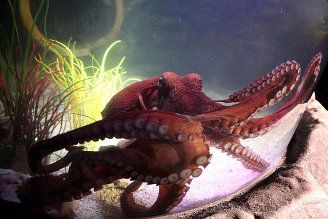 Hank, the Giant Pacific Octopus, at Sea Life Manchester