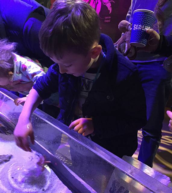 Finn Ashworth at the the interactive rock pool with crabs and starfish at Sea Life