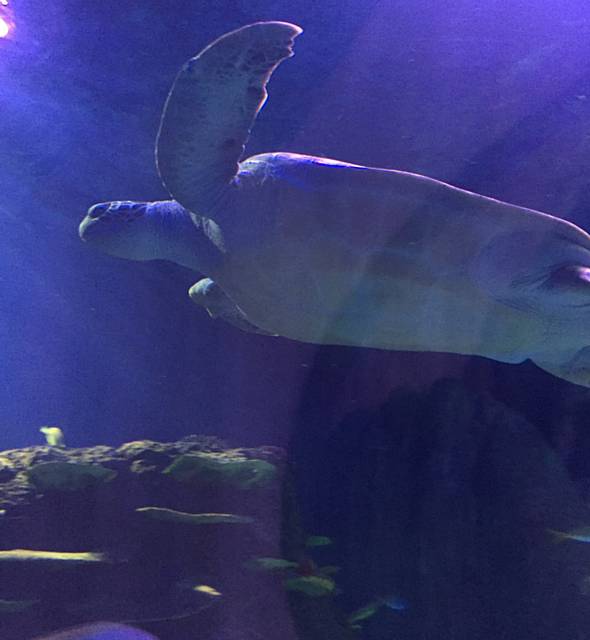 Turtle Beach, Sea Life Manchester 