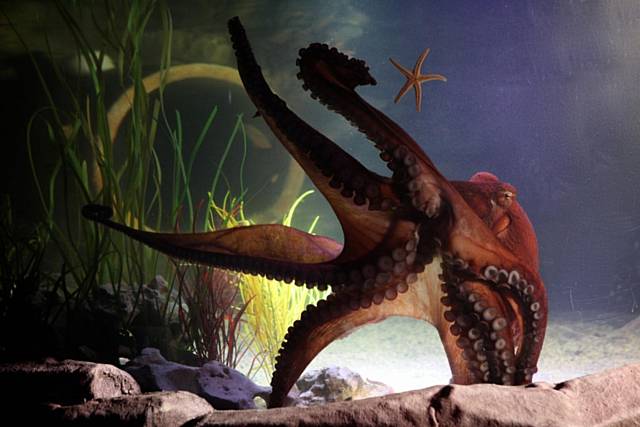 Hank, Giant Pacific Octopus, at Sea Life Manchester 