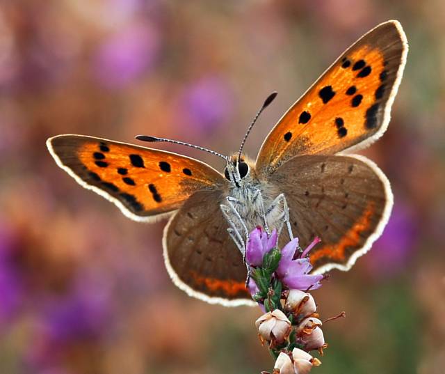 Small Copper Butterfly