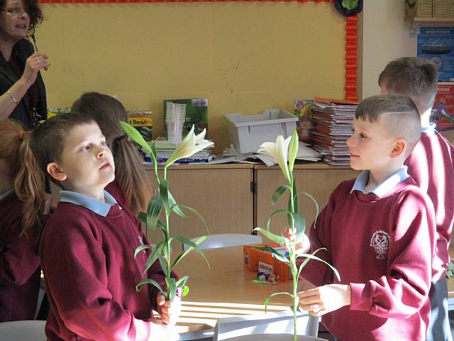 St John with St Michael CE Primary School comparing flowers similarities and differences