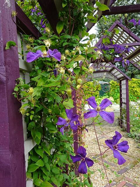 Kellett Street Allotments arches flowers in August 2015