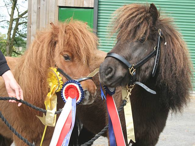 Teddy and Coco donning their rosettes