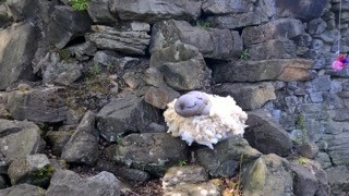 Woollen Woods weekend in Hare Hill Park, Littleborough