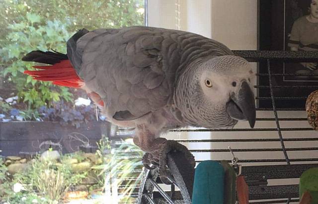 Charlie themissing African parrot