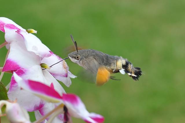 Humming-bird Hawk-moth