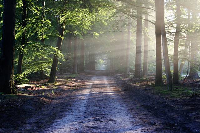 City of Trees is an innovative and exciting movement, set to re-invigorate Greater Manchester’s landscape by restoring underused, unloved woodland 