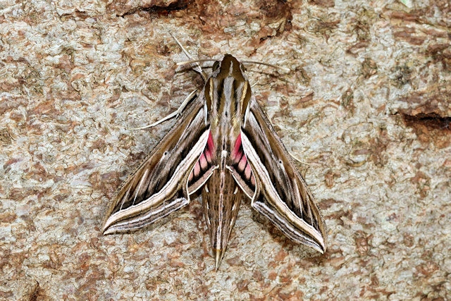 Silver-striped Hawk-moth