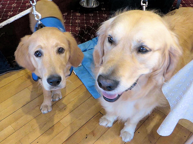 Echo and Archi visited the coffee morning