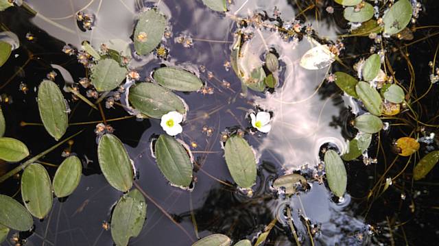 Floating Water Plantain, Luronium natans