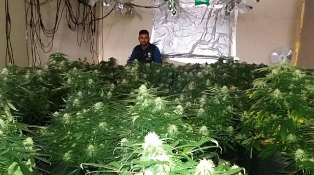 Large cannabis factory discovered