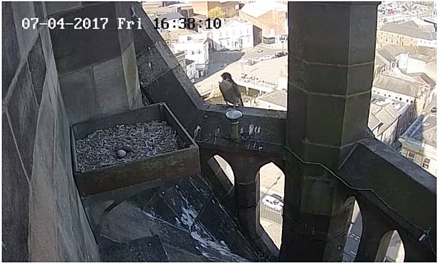 Egg laid by Town Hall peregrine falcon