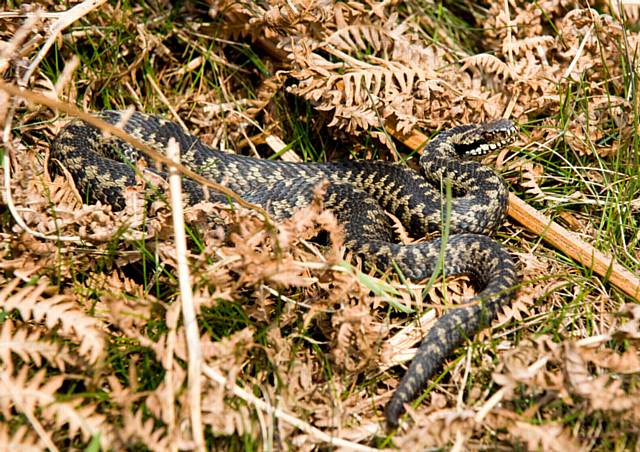 The public are being asked to be on the lookout adders, lizards and toads 