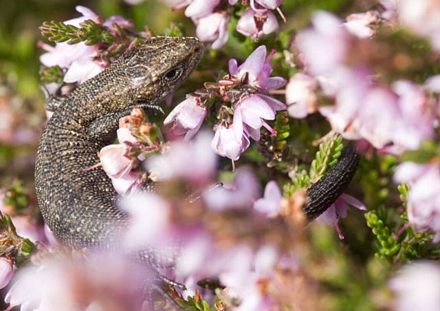 The public are being asked to be on the lookout adders, lizards and toads 