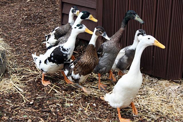 Ducks are released into their new enclosure