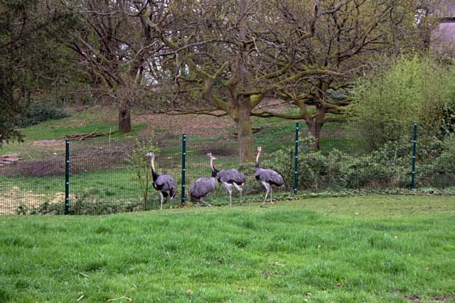 Rheas are released into their new enclosure