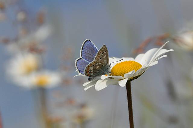 Common Blue on a Daisy